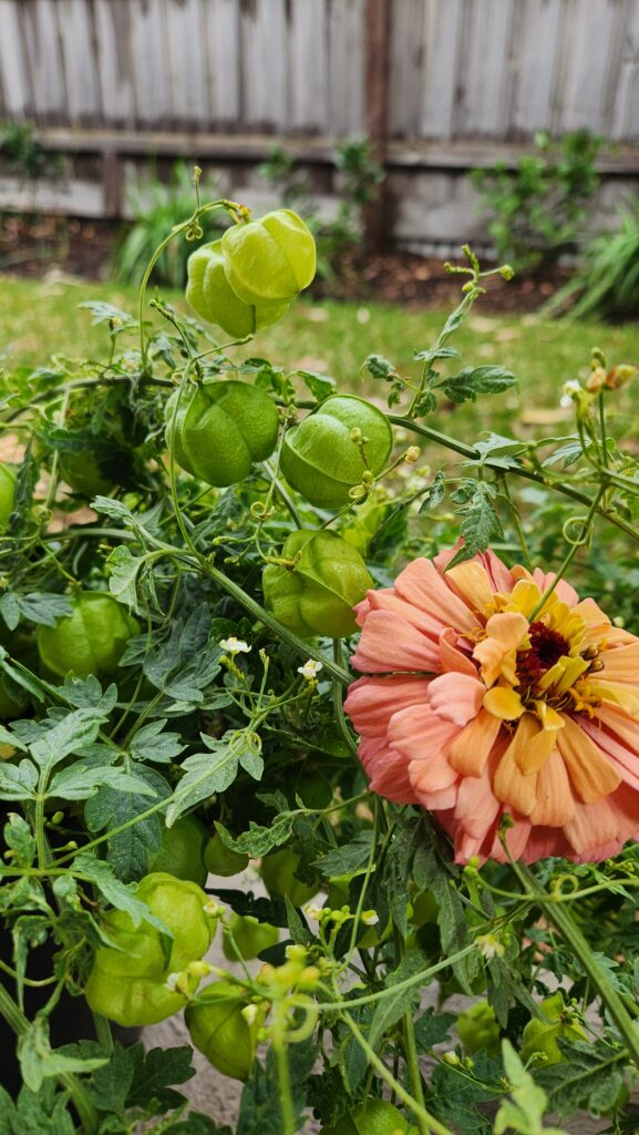 zinnia flower and greenery