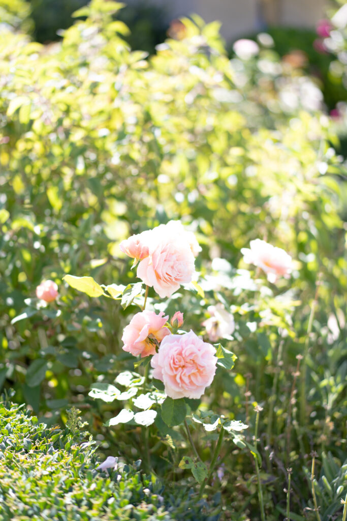 Garden roses