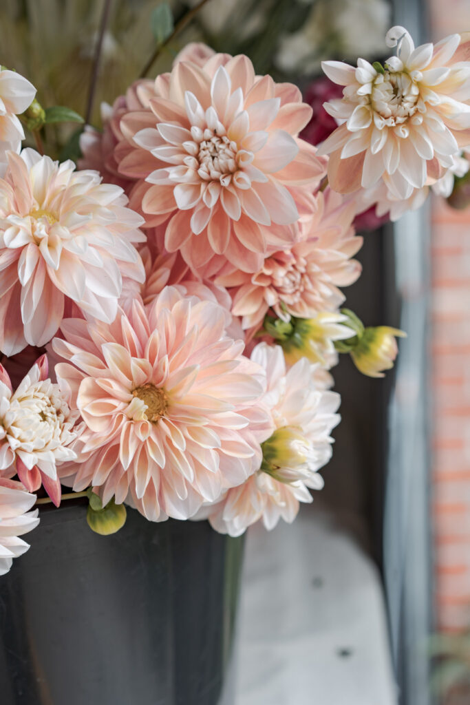 Seasonal Dahlias